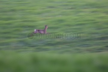 Female roedeer running in the grass Vosges France