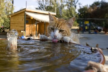 Katze trinkt in einem Brunnen in einem Heiligtum für Katzen Zypern