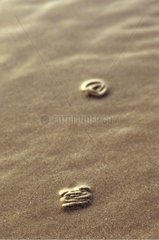Ausgeschiedene Ablagerungen von Sandwürmern Normandie Frankreich