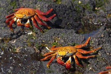 Sally Lightfoot Crabs bei Ebse Galapagos