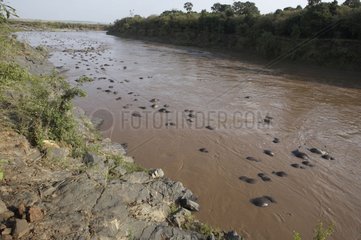 Numbers of dead Wildebeests floating in the Mara river