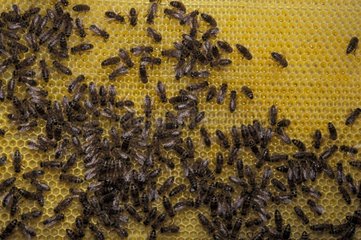 Honigbienen auf der Brut in einem Frankreichbienenstock