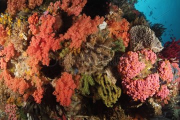 Coral reef Indonesia