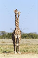 Giraffes glued to one another in the savannah Namibia