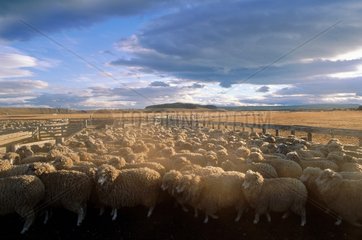 Terre de Feu  élevage de moutons