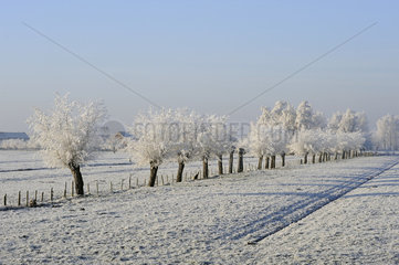Holland  wintertime  a row of pollard willows covered by white frost