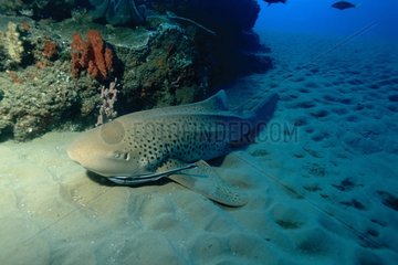 Zebra-shark resting on sea bottom Mozambique