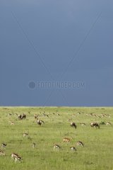 Thomson's gazellas Masai Mara Reserve Kenya