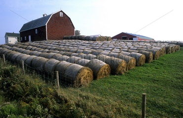 Wheat and hay rolls in Sunrise trail in Nova Scotia near farms in Caribou River Canada