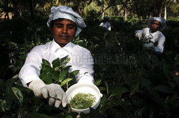 Picking of white tea on the Handunugoda tea estate