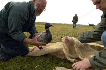 Terschelling  scientists of Alterra capture Brent geese to measure and ring them before they set off to Siberia