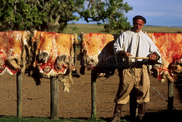 Gaucho in Argentina in traditional costume. Cattle untanned hide ( leather ) dries in the fence. Country lifestyle  rural life.