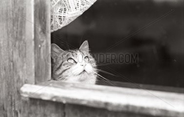 Katze schaut aus dem Fenster Zuflucht von Beauregard Frankreich