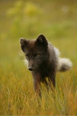 Arctic Fox watching over it while searching for food