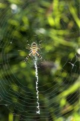 Wasp spider and his cobweb Provence