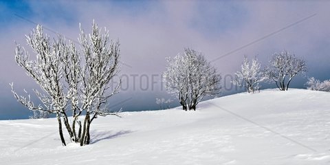 Trees covered with snow in a meadow of the Upper France