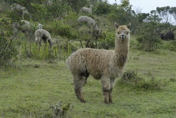 Herd of Alpacas in a meadow Morochos valley Ecuador