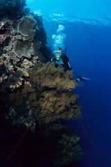 Taucher und Korallenriff Siladen ist Manado Indonesien