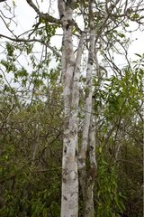 Stinkwood a tree on the island of San Cristobal