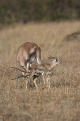 Gazelle von Grant und neugeborenem Nakuru Kenia