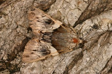 Noctuid Moth resting camouflaged on a trunk Sieuras Ariège