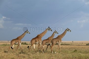 Gruppe Giraffes Masaï Réserve von Masaï Mara Kenia