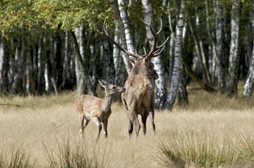 Deer and hind in the period of the slab Rambouillet Forest