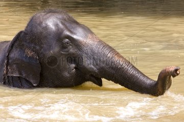 Domestic Asian Elephant bathing Sri Lanka
