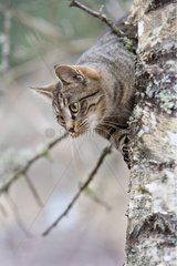 Tabby Cat in the forest Oberbruck Haut-Rhin