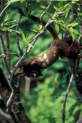 Hurleur roux suspendu dans un arbre Guyane Française