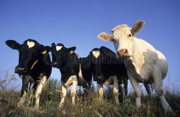 Génisses Prim'Holstein dans un pré France