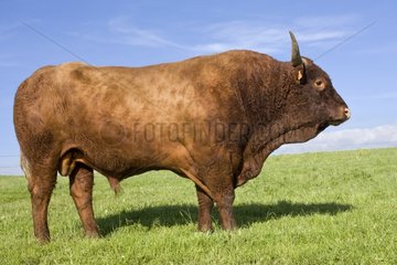 Salers Bull in einer Wiese Cantal Frankreich