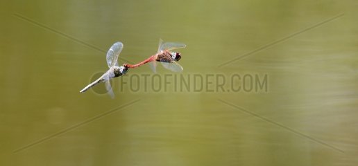 Rote Darters Paarung beim Fliegen von Vaucluse Frankreich