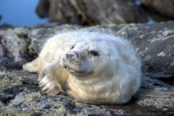 Gray Seal Pup Isle of Harris Outer Hebrides Scotland