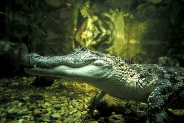 Alligator du Mississippi sous l'eau USA