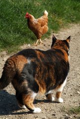 Cat observing a russet-red hen France