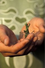 Praying mantis in the hands of a young girl Switzerland