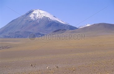 San Pedro de Atacama  Guanacos