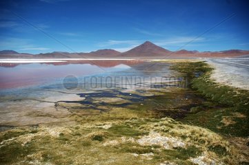 Laguna Colorada Altiplano Bolivia