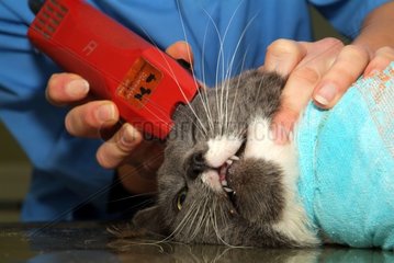 Veterinary surgeon looking after a cat on the level of the head