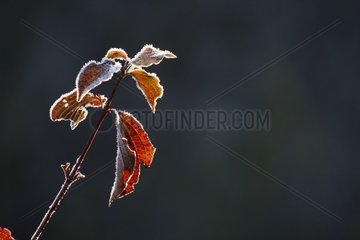 Leaves covered with the first frost