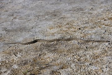 Great Basin Gopher Snake Mono lake Californie USA