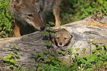 Coyote and young 5-week hidden in a hollow tree Montana USA