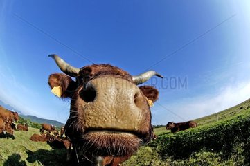 Cow Salers graze Grand Ballon the Vosges France