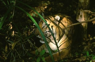Bengal männlicher Tiger lügt PN Bandhavgarth Indien