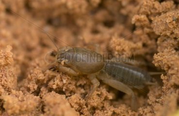Mole cricket digging gallery on the sandy ground Doñana