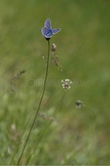 Common blue laid flowers in a meadow in spring Corsica