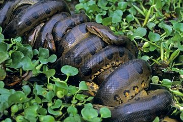 Mating of green Anacondas in a swamp Venezuela
