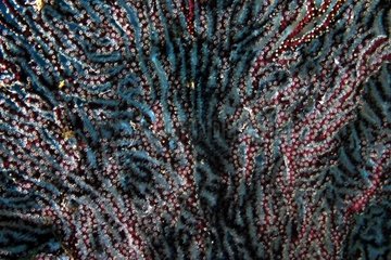 Gorgonian Red sea