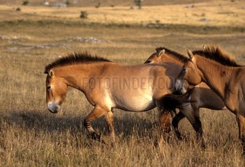 Przewalski 's horse Causse Mejan Cevennes